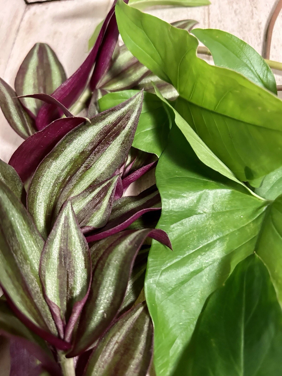 Rooted Plant Cuttings Set – 10 Live Indoor Vines | Tradescantia & Arrowhead Vine | Easy-Care Houseplant Starter Bundle