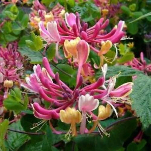 Candy Swirl Honeysuckle Rooted Starter Plant – Lonicera Climbing Vine for Trellis, Fence, Garden
