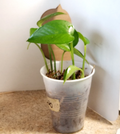 Jade Pothos Small Plant – Rooted in Moss, 4-5 Inch Indoor Houseplant, Easy Care Vine, Epipremnum aureum
