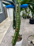 Dragon Fruit Cuttings – 3 Live Pitaya Clippings 8–12 Inches for Propagation, Climbing Cactus, Hylocereus spp.