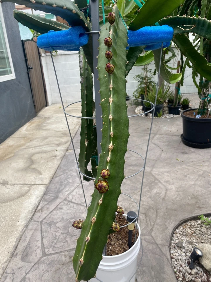Dragon Fruit Cuttings – 3 Live Pitaya Clippings 8–12 Inches for Propagation, Climbing Cactus, Hylocereus spp.