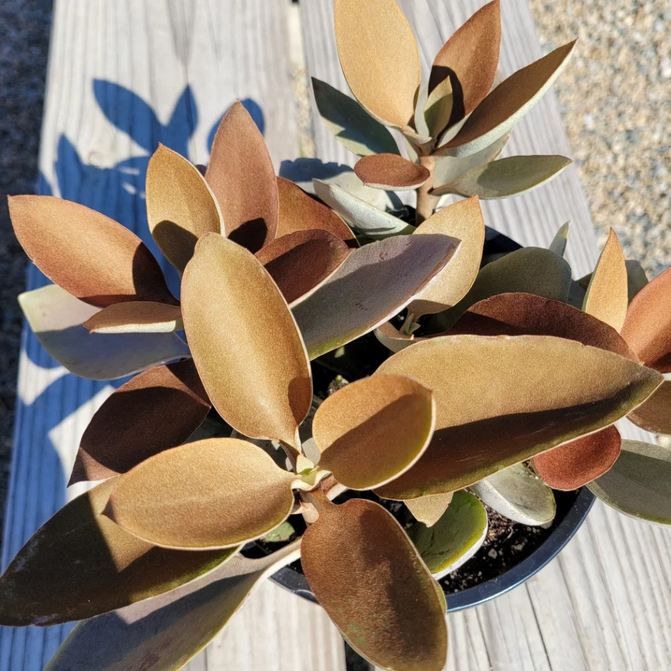 Kalanchoe Orgyalis Copper Spoons Succulent Bare Root Plant – 4 Inch Fuzzy Bronze Foliage, Indoor or Outdoor Garden Plant