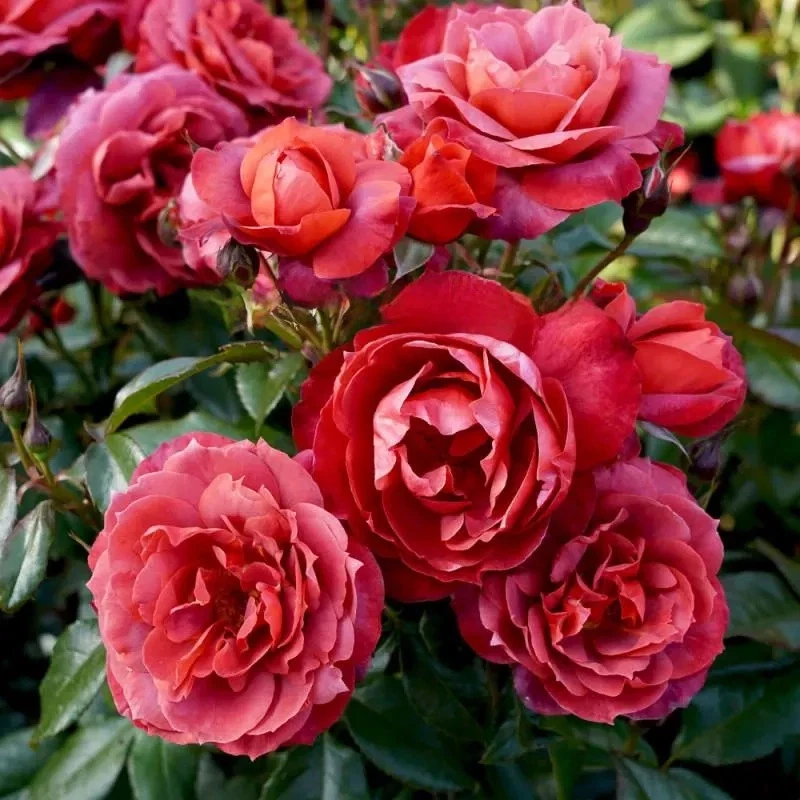 Hot Cocoa Rose Cuttings – 3 Unrooted Rosa Hybrid Cuttings for Rooting or Grafting