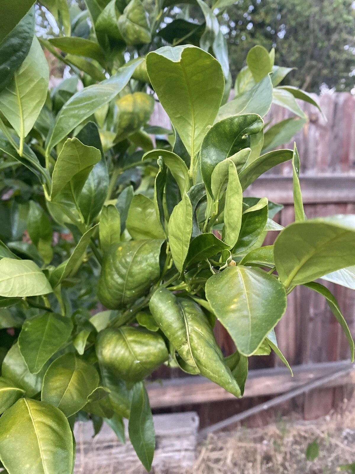 Pixie Mandarin Citrus Reticulata Unrooted Cuttings – Propagation & Grafting Material