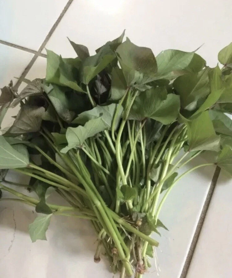 Beauregard Sweet Potato Slips – Organic Ipomoea batatas ‘Beauregard’ Cuttings for Garden Beds & Containers