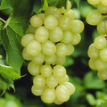 Niagara Grape Cuttings – 7 Unrooted Vitis spp. ‘Niagara’ for Rooting and Vine Propagation