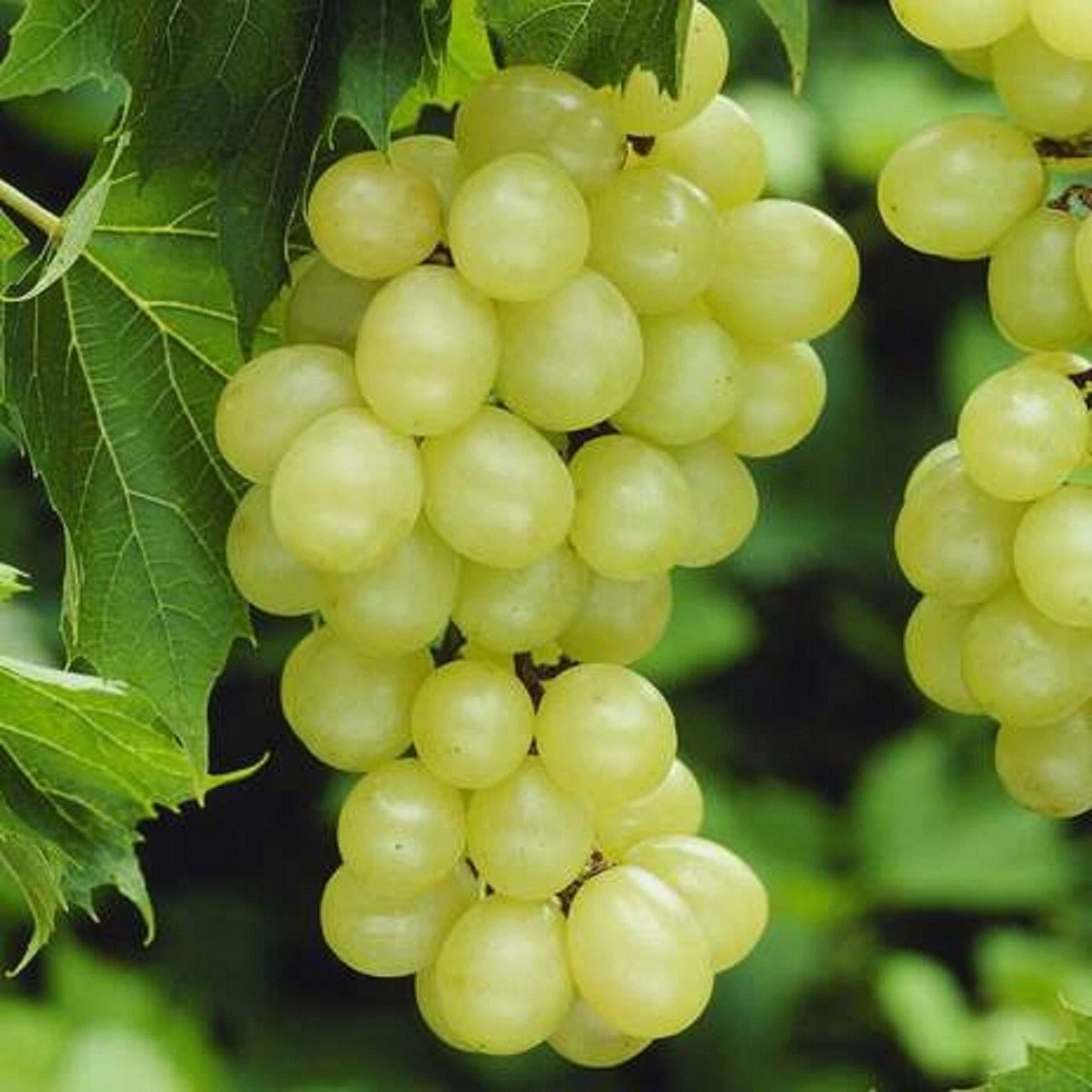 Niagara Grape Cuttings – 7 Unrooted Vitis spp. ‘Niagara’ for Rooting and Vine Propagation