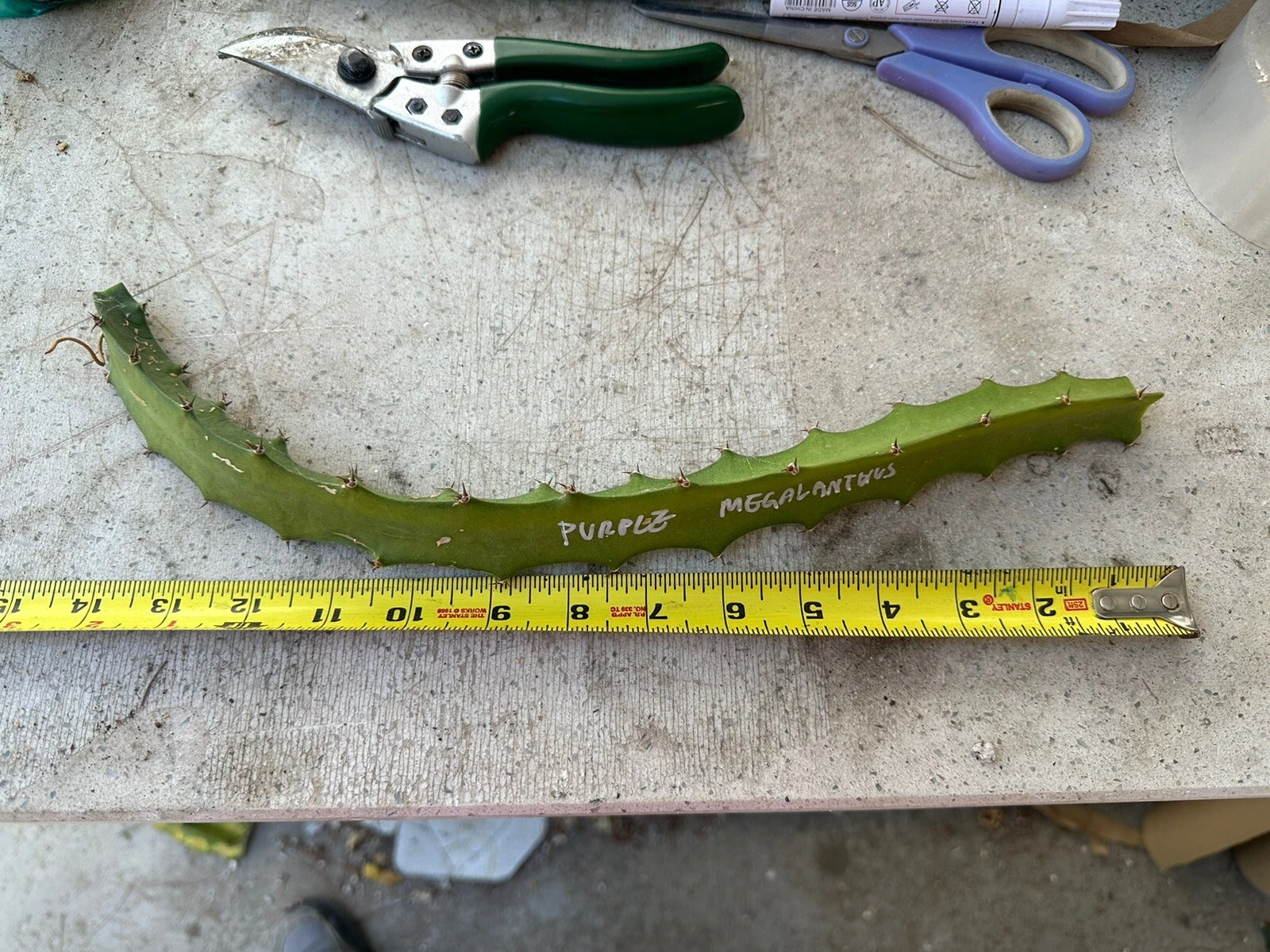 Purple Megalanthus Dragon Fruit Cutting – 10-15 Inch Unrooted Selenicereus megalanthus Cactus for Propagation