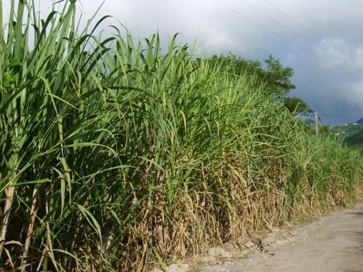 Heirloom Sugarcane Cuttings – Fresh Cane Sections with 4+ Buds for Planting & Propagation – Saccharum officinarum