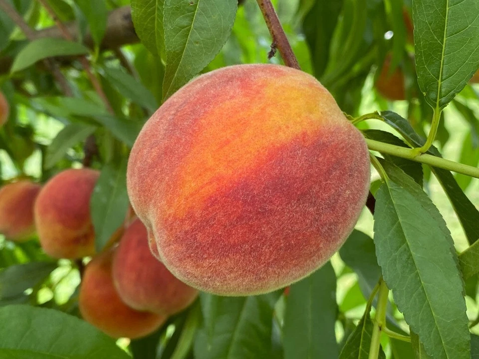 Elberta Peach Tree Cuttings – 10 Unrooted Fruit Tree Propagation Cuttings, 6–8 Inches, Prunus Persica