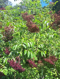 American Elderberry Live Plants - 3 Rooted Sambucus Canadensis Shrubs