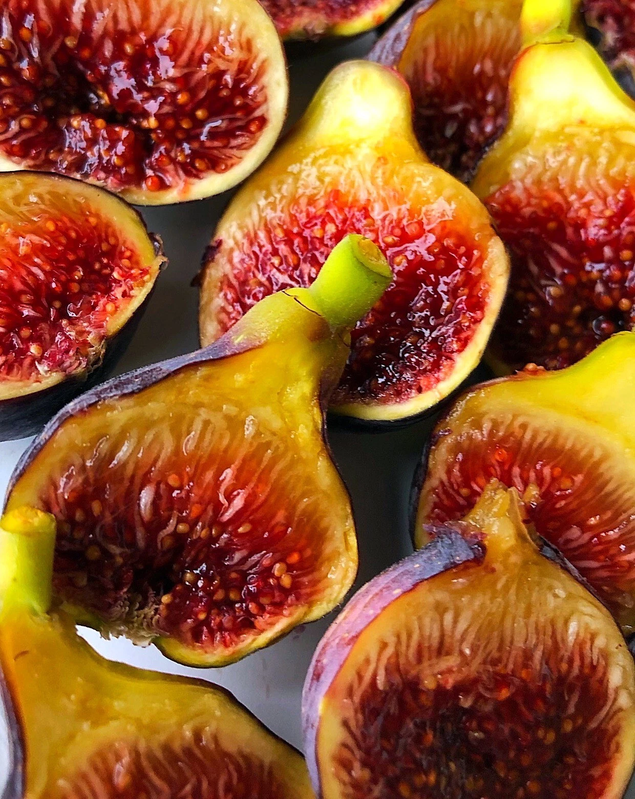 Fignomenal Fig Tree Live Starter Plant – Dwarf Edible Ficus carica for Patio Pots & Small Gardens