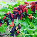 Mulberry Cuttings Illinois Everbearing Fruit Tree Grafting Scion Wood 6-10 Inch Morus Hybrid