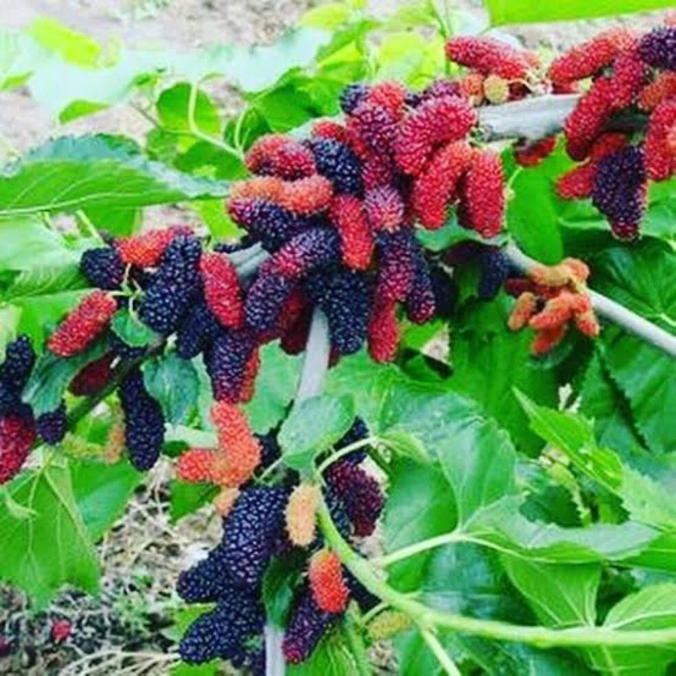 Mulberry Cuttings Illinois Everbearing Fruit Tree Grafting Scion Wood 6-10 Inch Morus Hybrid