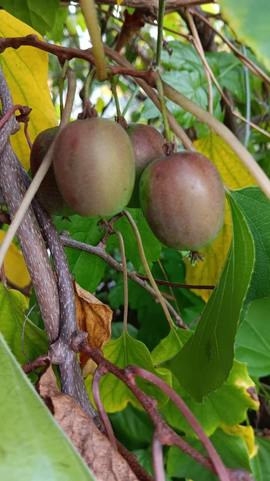Hardy Kiwi Cuttings – 10 Female Actinidia arguta ‘Geneva’ Hardwood Vines for Rooting and Grafting
