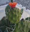 Opuntia paraguayensis Cactus – Compact Dark Green Prickly Pear with Orange Blooms Live Plant