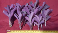Purple Heart Tradescantia Cuttings – 17 Live Unrooted Trailing Houseplant Clippings, Vibrant Purple Foliage, Easy to Root, Indoor & Hanging Basket