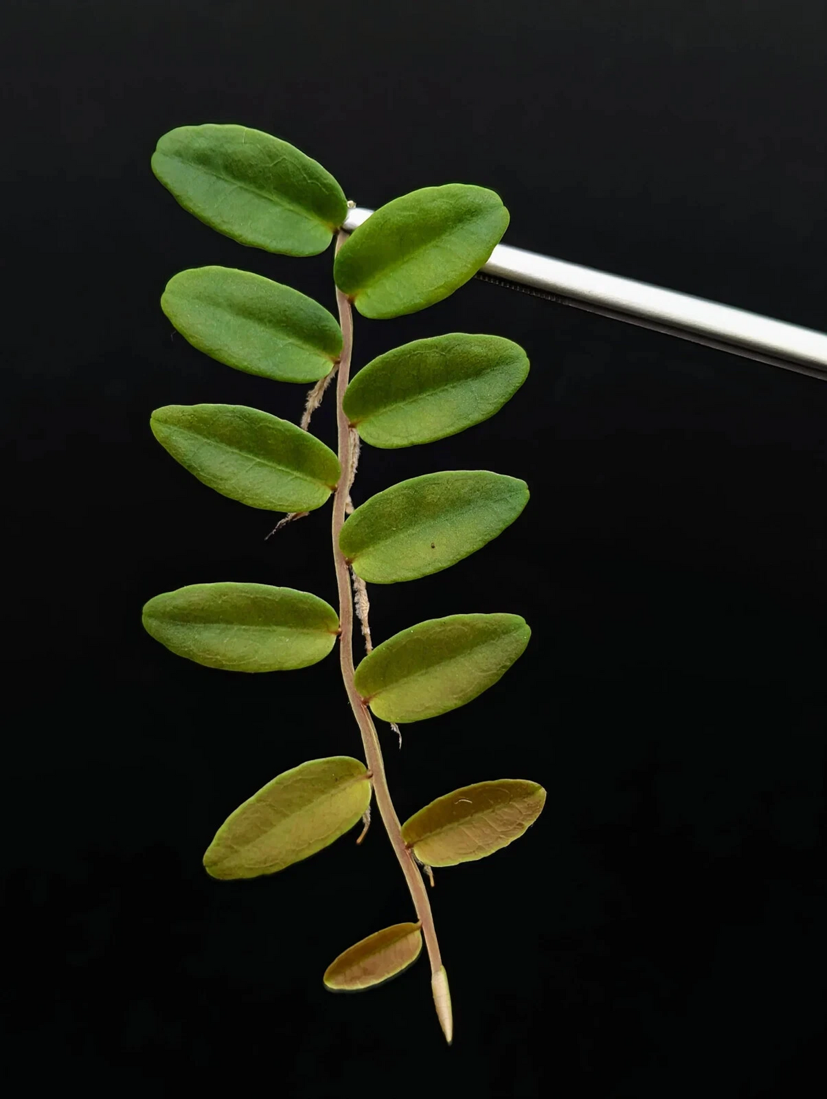 Tropical Shingling Vine Cutting – 10 Leaves for Vivarium & Terrarium Growing – Marcgravia aff. coriacea Plant