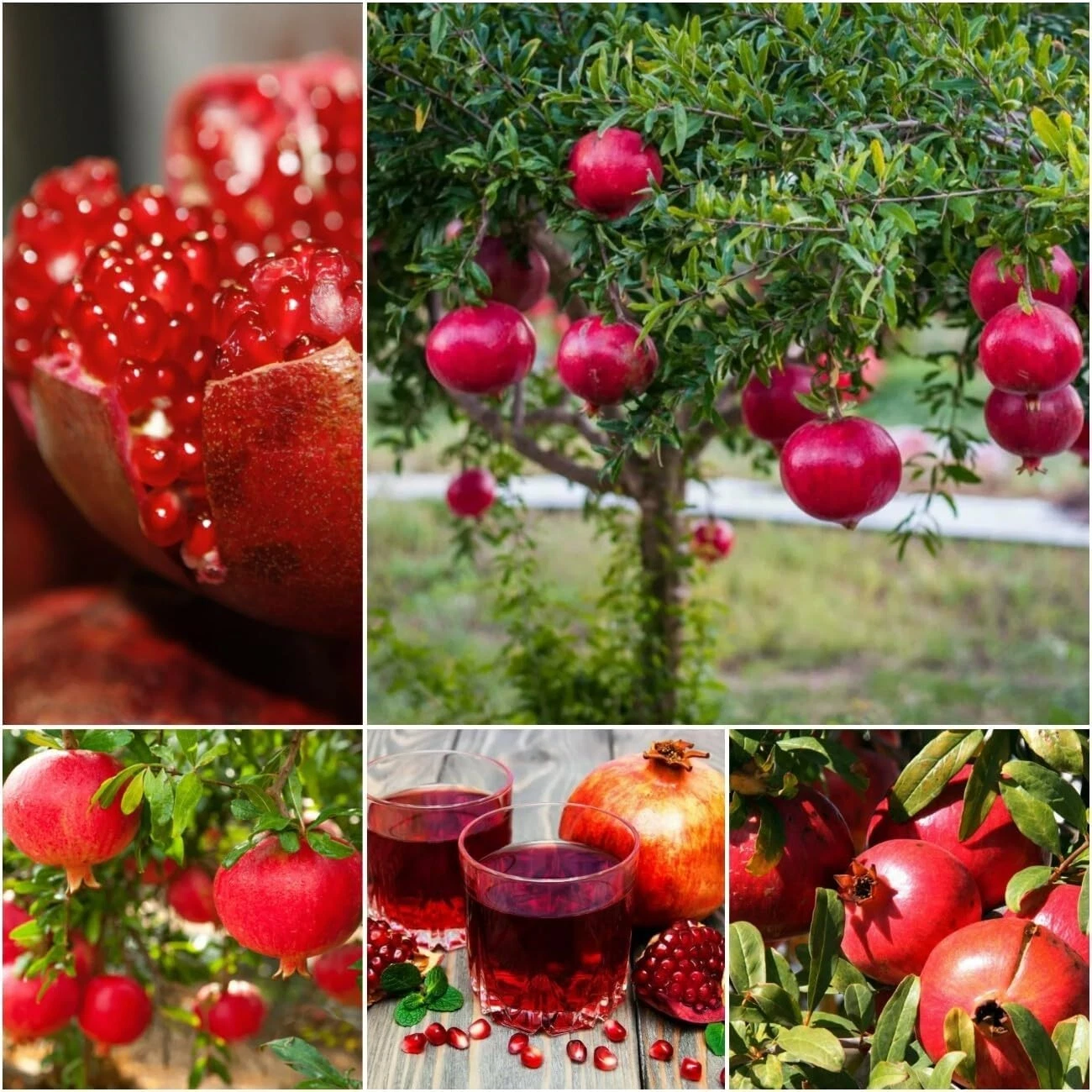 Pomegranate Tree Cuttings – 10 Hardwood Propagation Cuttings, Punica granatum, Two Varieties for Outdoor Garden or Container