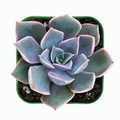 Echeveria Mensa Succulent – Live Rooted Plant in 2-Inch Pot – Rare Rosette Succulent for Indoor & Outdoor Gardens