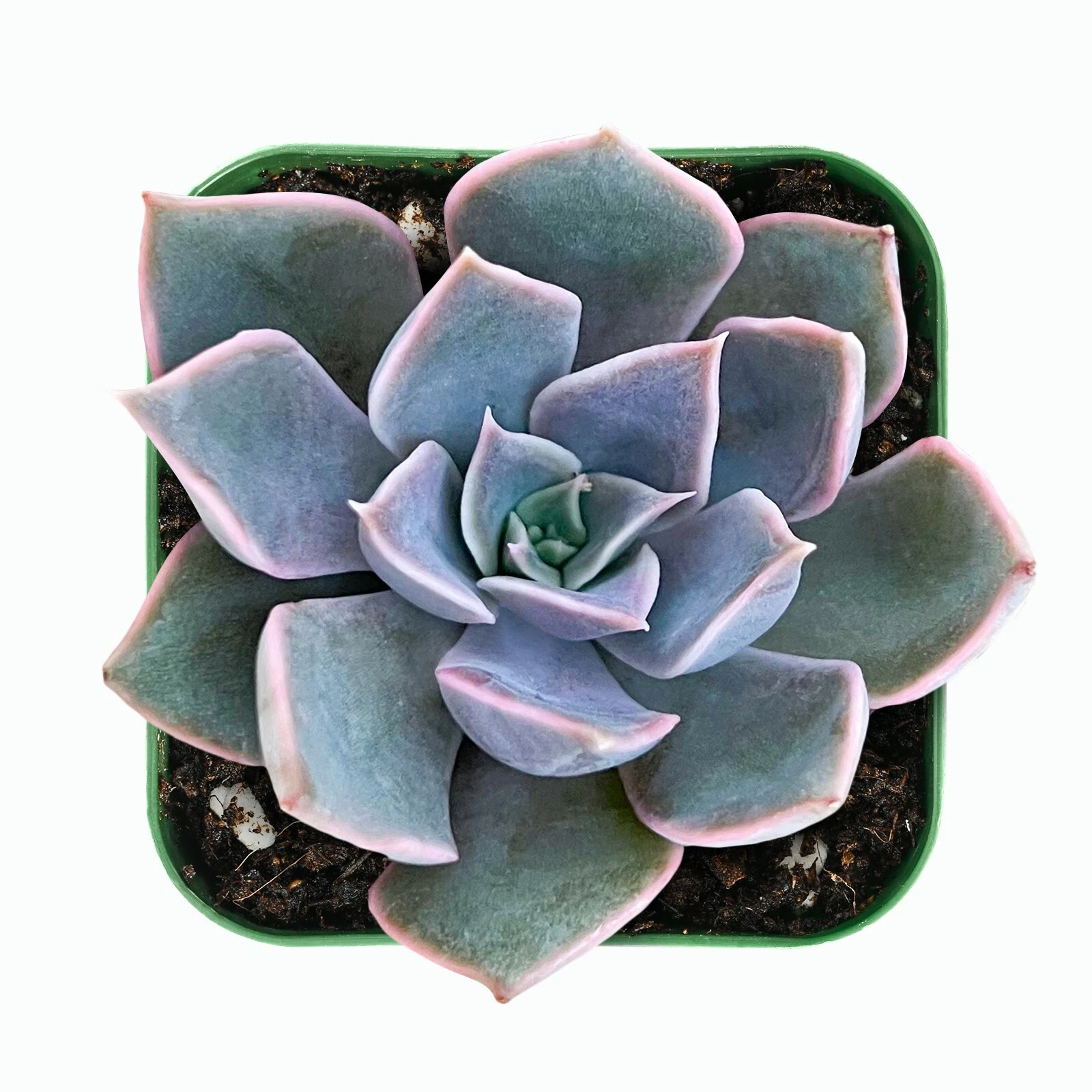 Echeveria Mensa Succulent – Live Rooted Plant in 2-Inch Pot – Rare Rosette Succulent for Indoor & Outdoor Gardens
