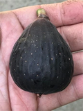 Violette de Bordeaux Fig Cutting – Hardwood Stem with 3+ Nodes, Over 8 Inches, Rooting Plant Ficus carica
