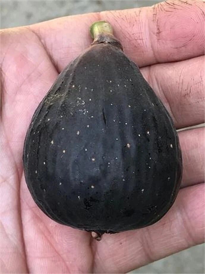 Violette de Bordeaux Fig Cutting – Hardwood Stem with 3+ Nodes, Over 8 Inches, Rooting Plant Ficus carica