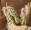 Grusonia Clavata Club Cholla - 1 Live Cactus Segment Cutting - Hardy Desert Cactus
