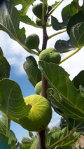 LSU Gold Giant Fig Cuttings – 3 Fresh Unrooted Ficus Carica Stems for Planting