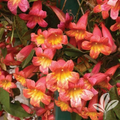 Tangerine Beauty Crossvine Rooted Starter Plant – Bignonia capreolata Climbing Vine
