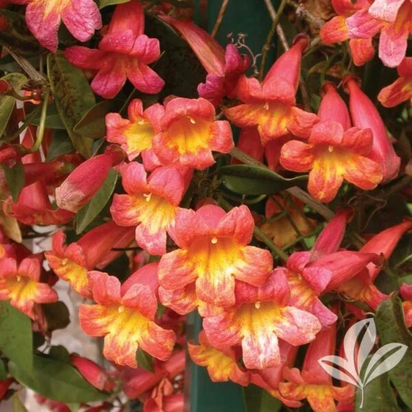 Tangerine Beauty Crossvine Rooted Starter Plant – Bignonia capreolata Climbing Vine