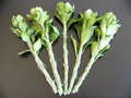 Pereskiopsis Spathulata Cuttings – 5 Live Grafting Stock, 4 Inch Leafy Cactus Propagation Cuttings