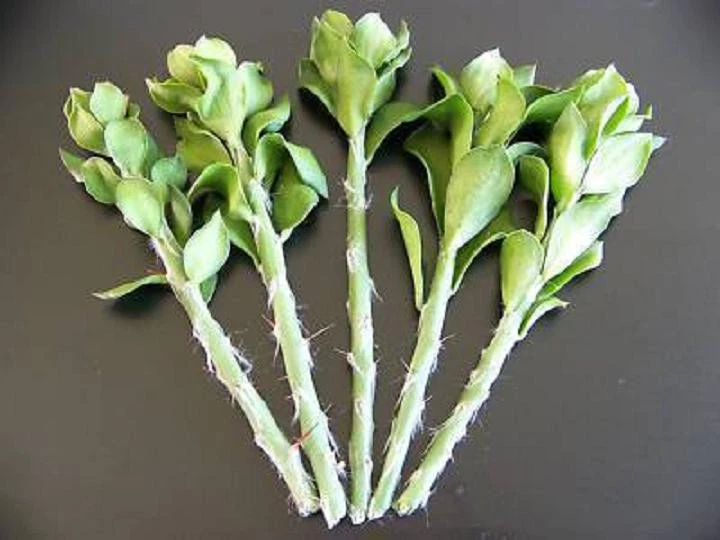Pereskiopsis Spathulata Cuttings – 5 Live Grafting Stock, 4 Inch Leafy Cactus Propagation Cuttings