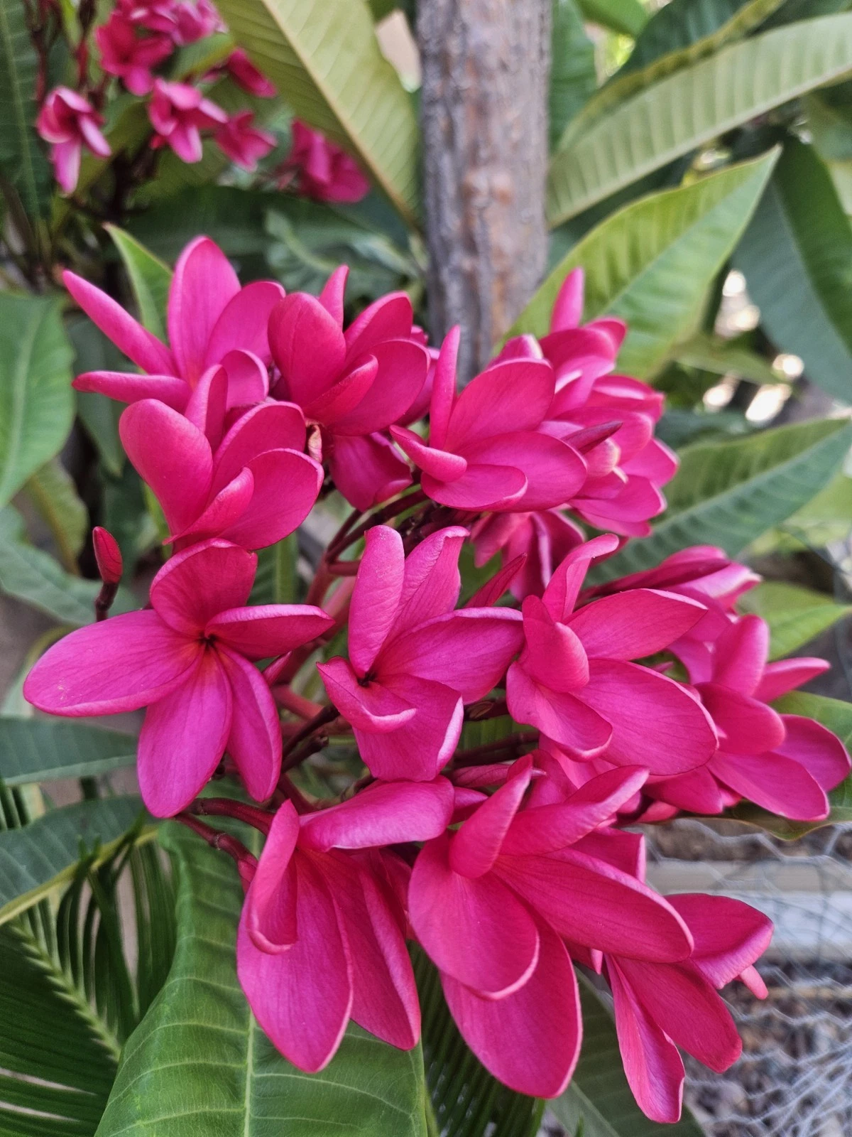 Red Plumeria Cutting – 12 Inch Unrooted Stem for Tropical Garden, Frangipani Tree, Full Sun, Well-Draining Soil