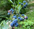 Evergreen Blueberry Plant Cuttings – 4 Unrooted Vaccinium Cuttings with Red Fall Foliage