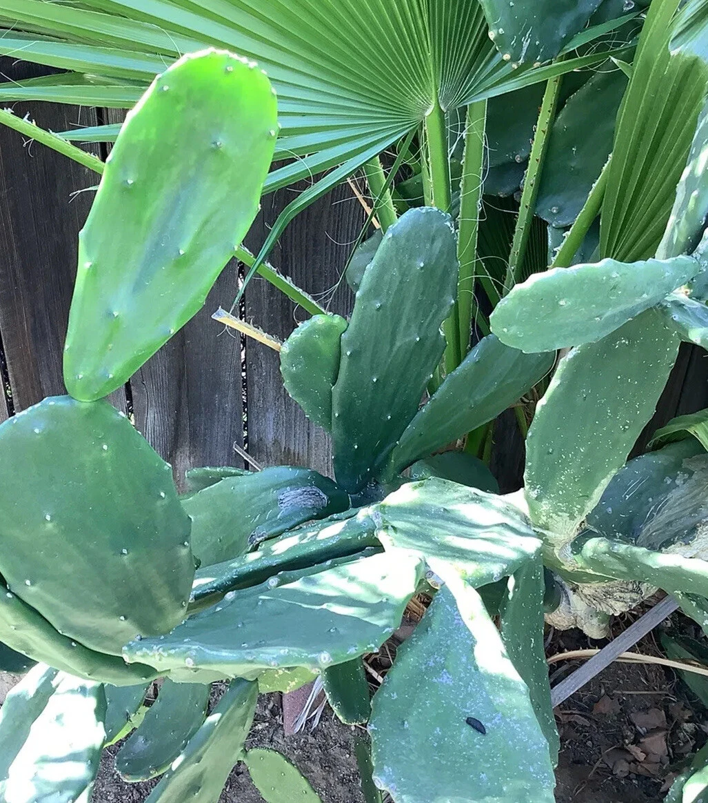 Prickly Pear Cactus Pads – 4 Pack Edible Nopal Opuntia ficus-indica Live Cactus Starts for Growing or Planting