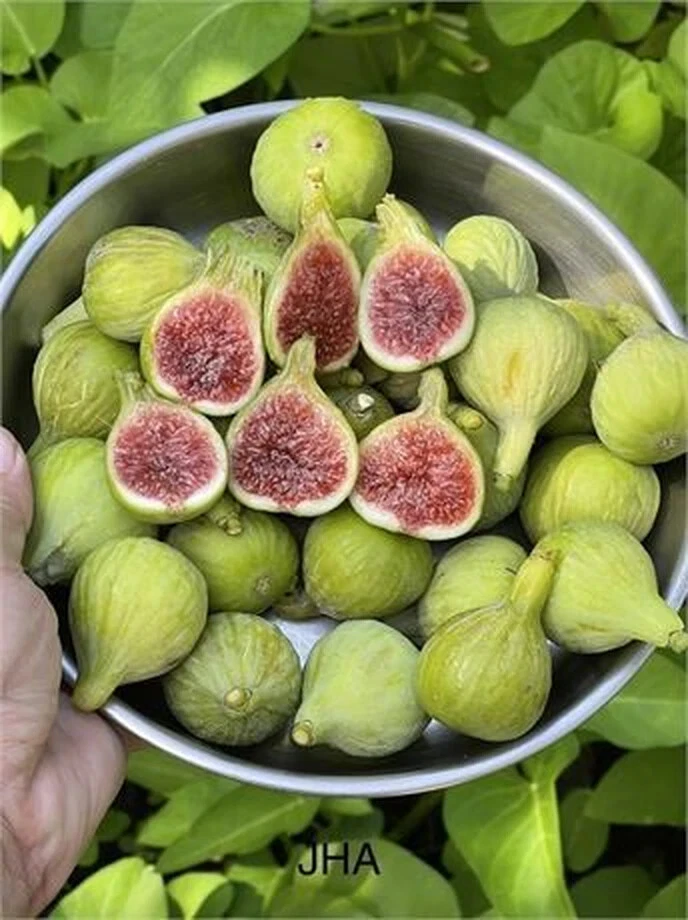 JH Adriatic Fig Cutting – Ficus carica Unrooted Fig Tree Cutting with 3+ Nodes, 8+ Inches