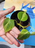 Philodendron Brasil Rooted Cuttings – 3 Heart Leaf Vining Houseplants, Variegated Indoor Plant, Philodendron hederaceum ‘Brasil’