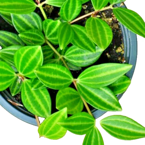 Peperomia Angulata Variegated Funky Frog Cuttings – 5 Live 4” Unrooted Houseplant Vines for Indoor Propagation