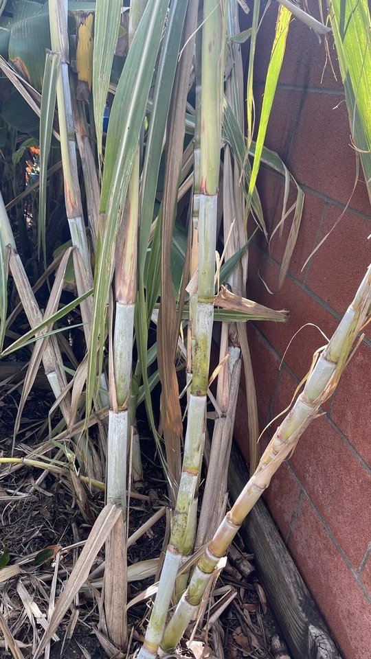 Organic Sugarcane Live Plants – 4 Germinated Saccharum officinarum Starts for Tropical Gardens