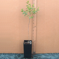 Sour Jujube Rootstock Live Plant in Pot for Grafting | Ziziphus sp. Fruit Tree Rootstock | Hardy, Drought-Tolerant Small Tree