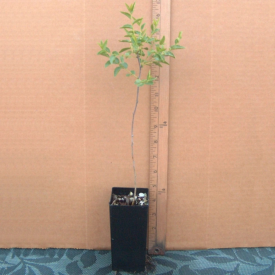 Sour Jujube Rootstock Live Plant in Pot for Grafting | Ziziphus sp. Fruit Tree Rootstock | Hardy, Drought-Tolerant Small Tree