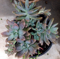 Succulent Cuttings – Pachyveria Blue Pearl – 3 Unrooted Rosette Propagation Plants – Blue-Gray Foliage