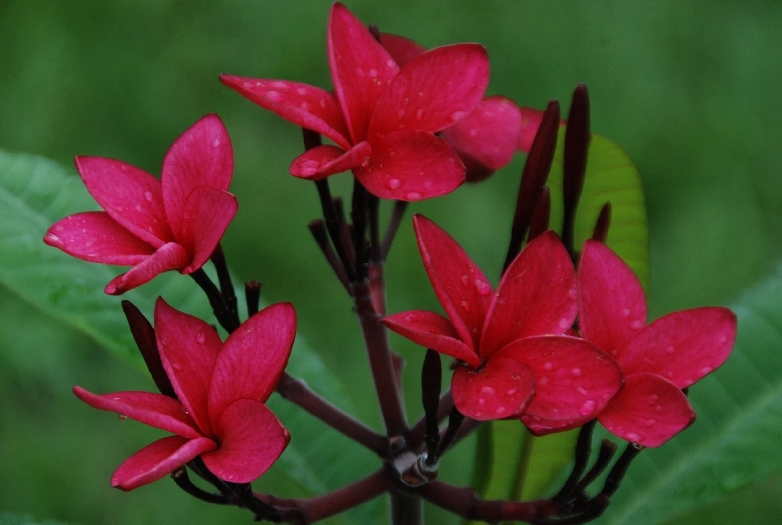 Red Plumeria Cutting 10–12" – Fresh Florida-Grown Frangipani Stem, Rare Red Flower Variety