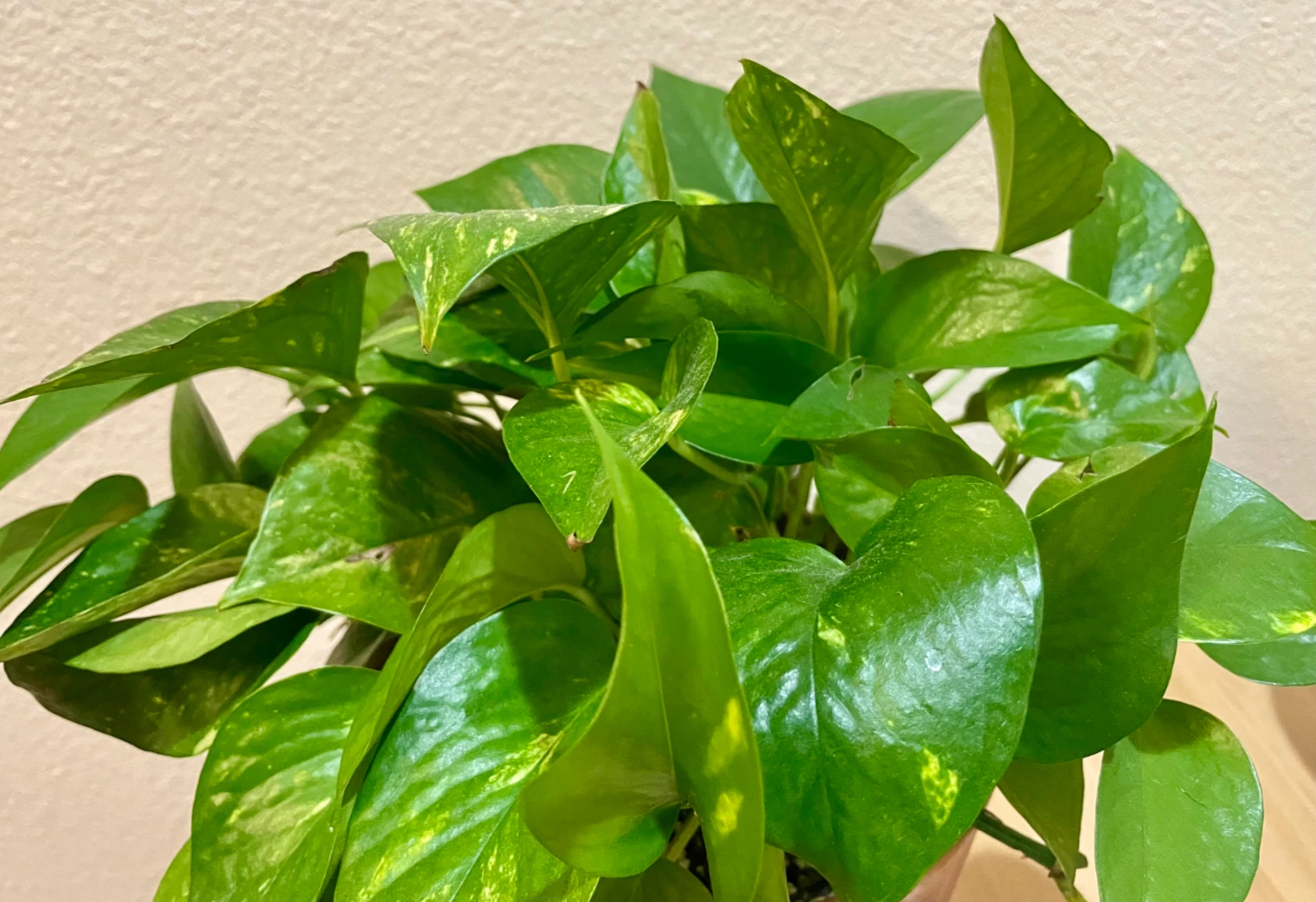 Green Pothos Cuttings – Set of 3 Unrooted Epipremnum aureum Houseplant Propagation Material