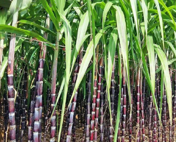 Purple Sugarcane Cuttings – 10 Pack Saccharum officinarum, 18" Stalk Pieces with 3–4 Nodes for Planting & Growing