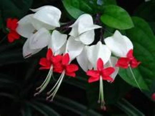 Bleeding Heart Vine Rooted Starter Plant with White & Red Blooms, Clerodendrum thomsoniae tropical climbing vine
