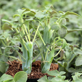 Senecio articulatus Candle Plant Succulent Cuttings – 2 Pack, 3 Inch Propagation Stems, Upright Segmented Succulent, Indoor or Outdoor