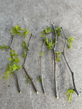 Lang Jujube Tree Cuttings – 5 Unrooted Chinese Red Date Propagation Cuttings Ziziphus Jujuba