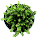 Sedum Sexangulare Succulent Live Plant – 4-Inch Potted Stonecrop, Green Foliage, Low-Growing, Indoor & Outdoor Container Plant